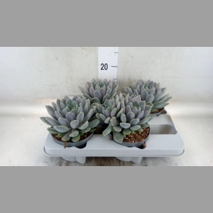Pachyphytum  'Draco'