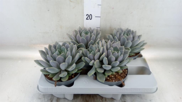 <h4>Pachyphytum  'Draco'</h4>