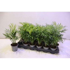 arr8 Chamaed Elegans