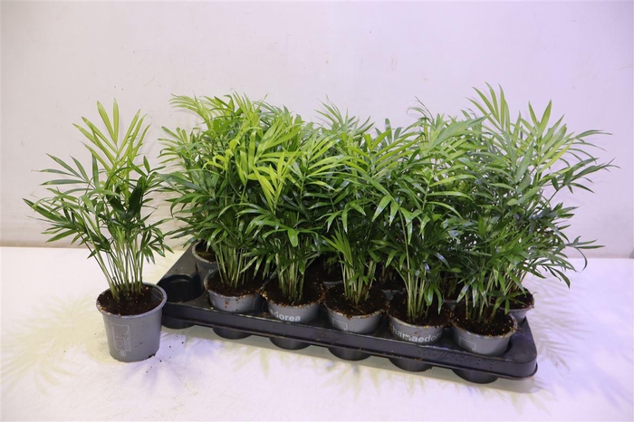 <h4>arr8 Chamaed Elegans</h4>