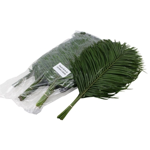 Phoenix 80cm V P X5