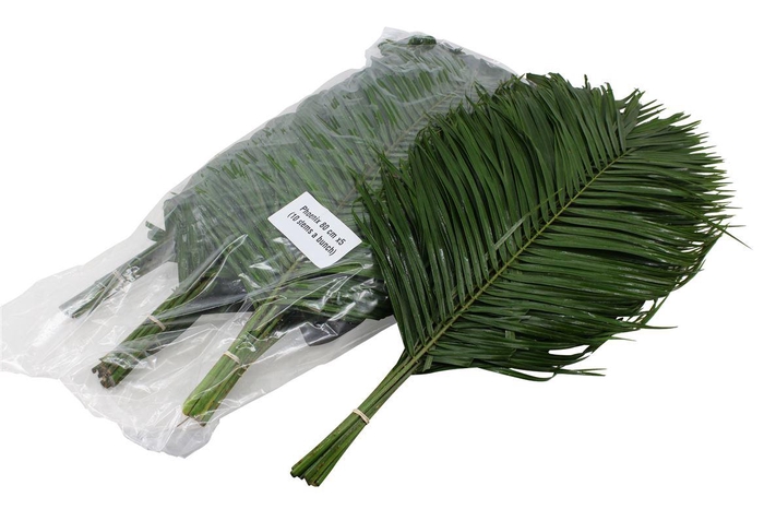 <h4>Phoenix 80cm V P X5</h4>