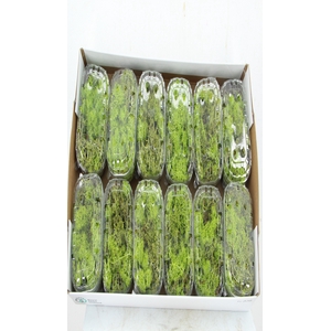 Moss Icelandic Light Green Box