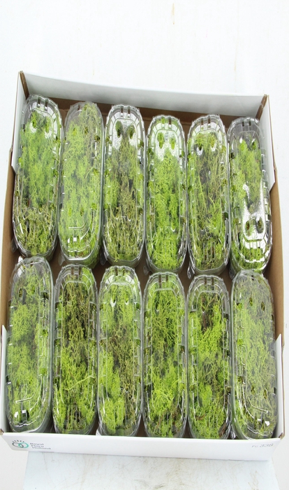 <h4>Moss Icelandic Light Green Box</h4>