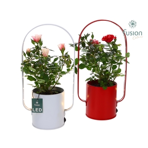 Led planter zink boog met Potroos