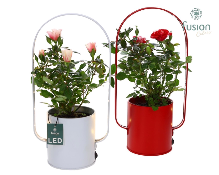 <h4>Led planter zink boog met Potroos</h4>