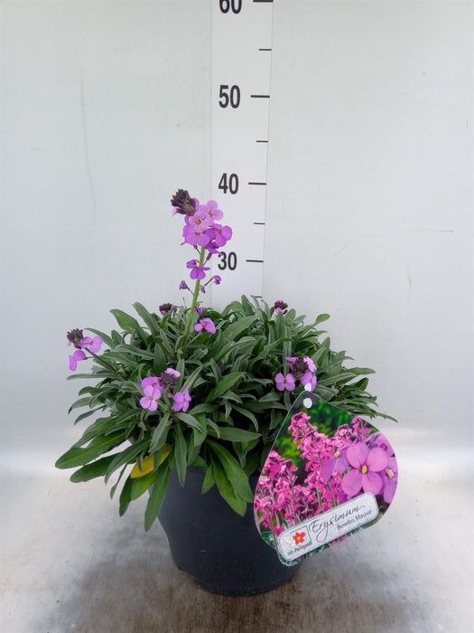<h4>Erysimum linifolium 'Bowles Mauve'</h4>