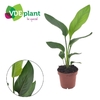 Strelitzia reginae