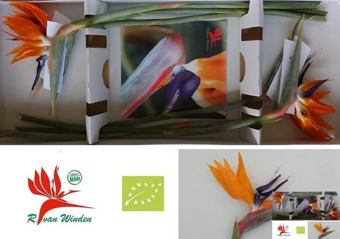 Strelitzia Orange 20 Cm X6 Organic