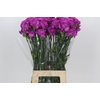 Dianthus St Sarah Pink
