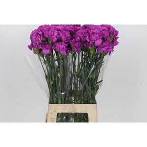 Dianthus St Sarah Purple