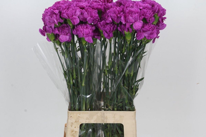 <h4>Dianthus St Sarah Pink</h4>