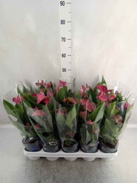 <h4>Anthurium andr. 'Pure Purple'</h4>