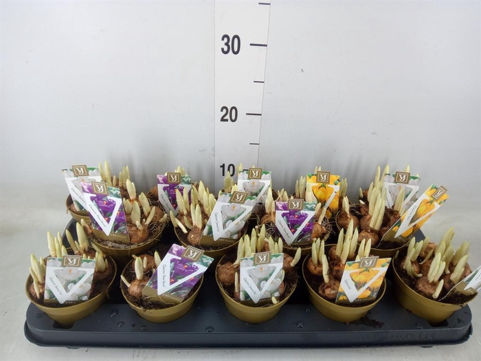 <h4>Crocus   ...mix</h4>