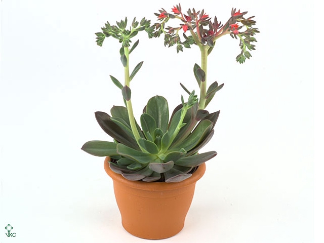 Echeveria Blue Princes In Stone Keramiek