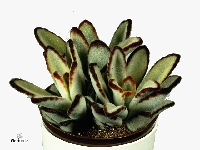 Kalanchoe NF tomentosa