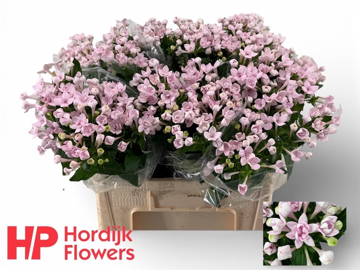 <h4>BOU DU PRINCIE IMP</h4>