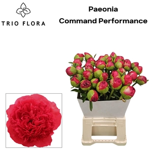 Paeonia Command Performance Kraag