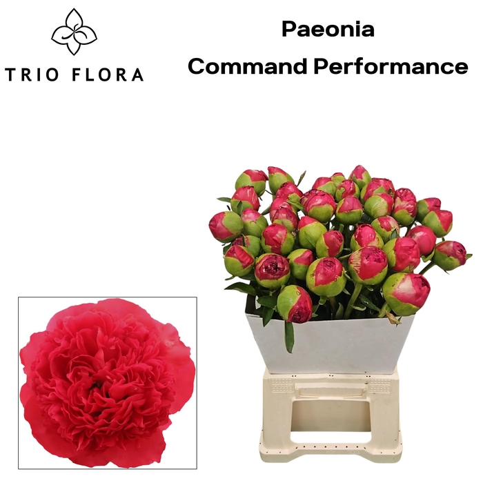 <h4>Paeonia Command Performance Kraag</h4>