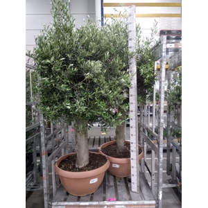 Olea europaea
