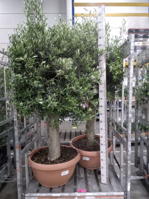 <h4>Olea europaea</h4>