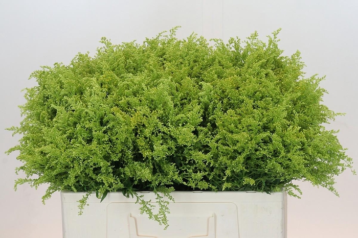 <h4>SOLI BAREIGHT</h4>