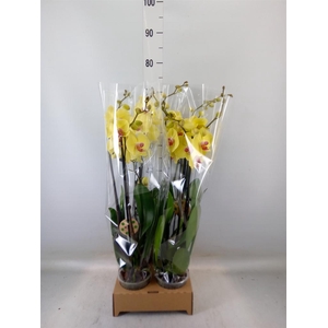 Phalaenopsis   ...yellow
