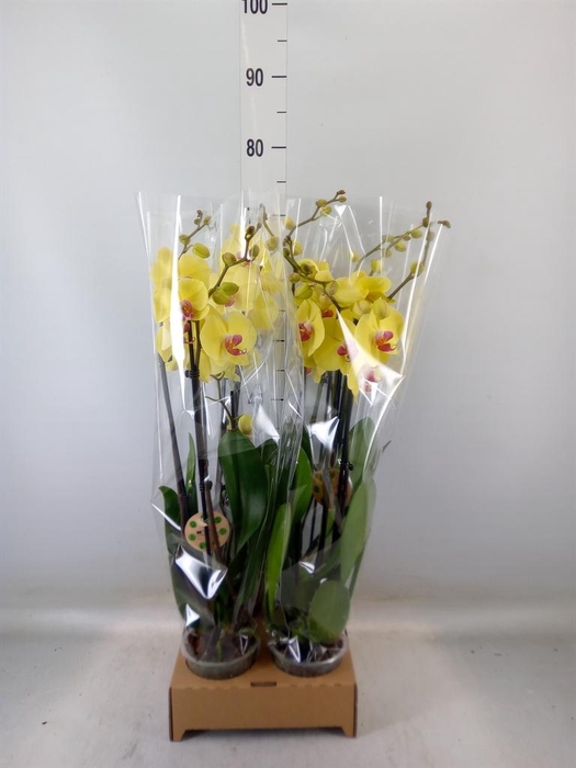 <h4>Phalaenopsis   ...yellow</h4>