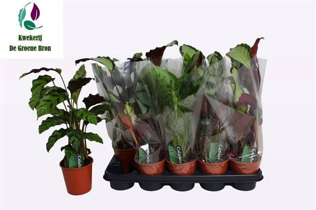 <h4>CALAT GEM 3 SRT</h4>