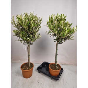 OLEA EUROPAEA