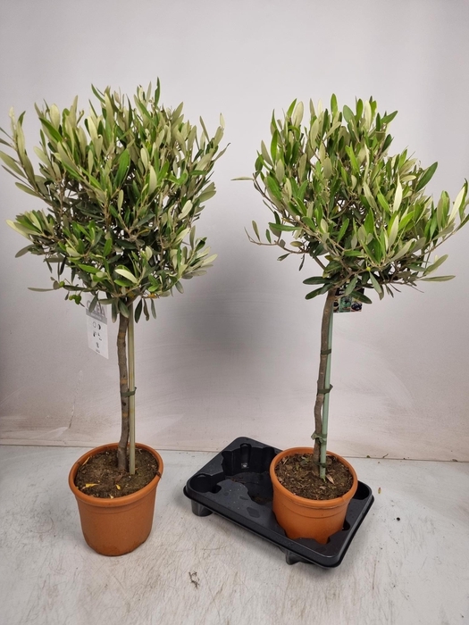 <h4>OLEA EUROPAEA</h4>