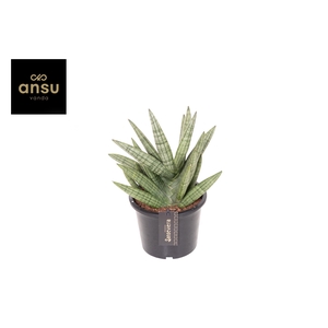 Sansevieria Inti No. 1