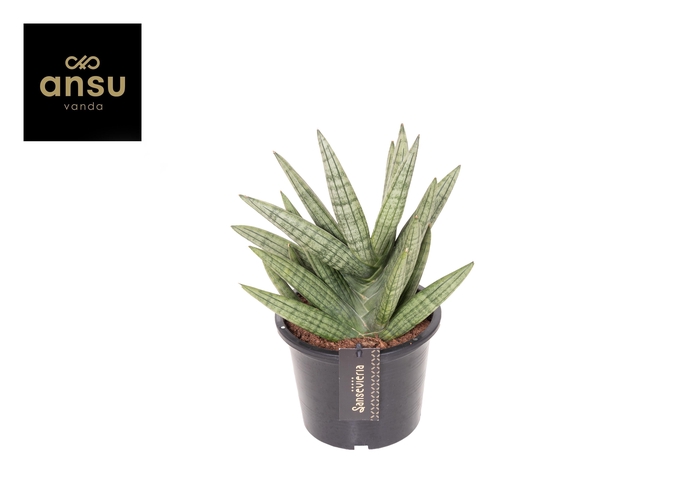 <h4>Sansevieria Inti No. 1</h4>
