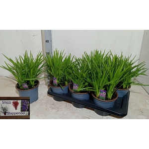 LIATR SPICATA