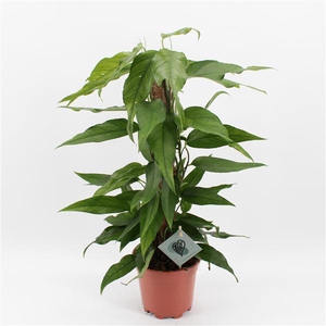 Epipremnum Pinnatum Skeleton Key