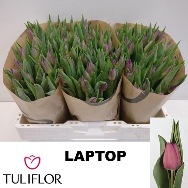 <h4>TU EN LAPTOP</h4>