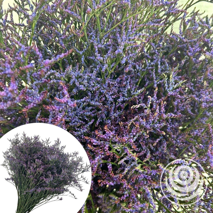 <h4>Limonium Safaro Dark Blue</h4>