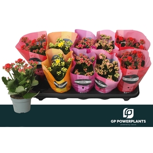 KAL GE PERF GEM 5 KL