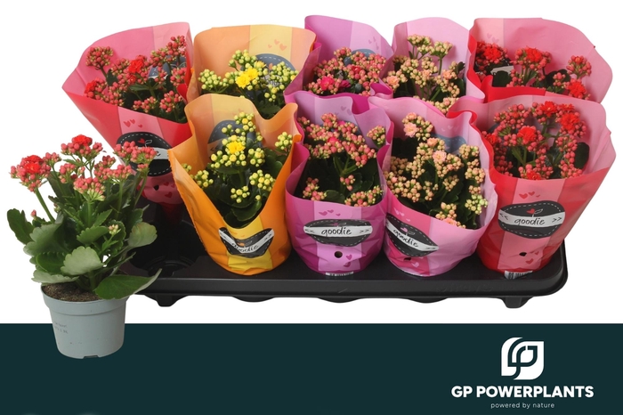 <h4>KAL GE PERF GEM 5 KL</h4>