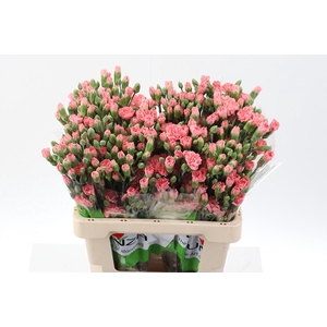 Di Tr Amelie Peach select