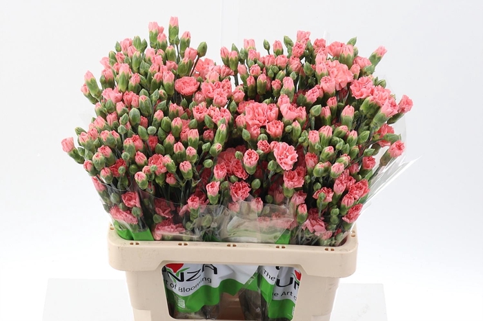 <h4>Di Tr Amelie Peach select</h4>