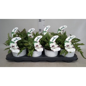 Papaver orientale 'Perrys White'