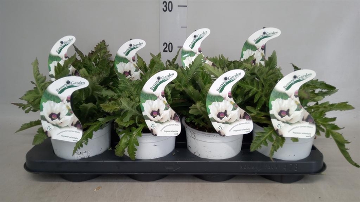 Papaver orientale 'Perrys White'