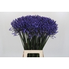 Agapanthus Dr Brouwer
