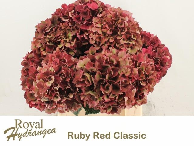 <h4>HYDR M MAG RUBYRD CL</h4>