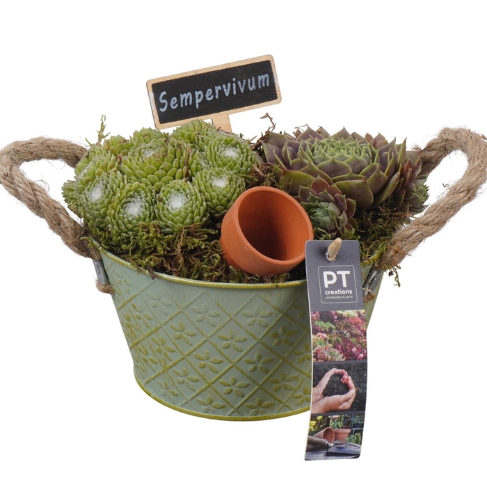 <h4>PTS7346 Arrangement Sempervivum in metalen pot</h4>