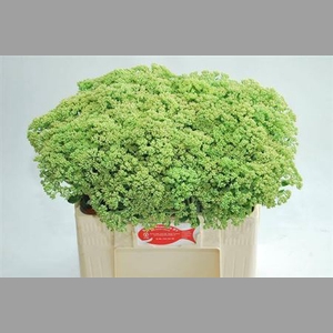Sedum Spectabile