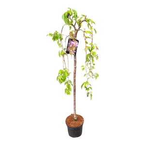 Prunus 'Kiku-shidare-zakura' 110ST