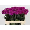 Dahlia Purple Fox