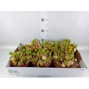 Narcissus  'Tete a tete'